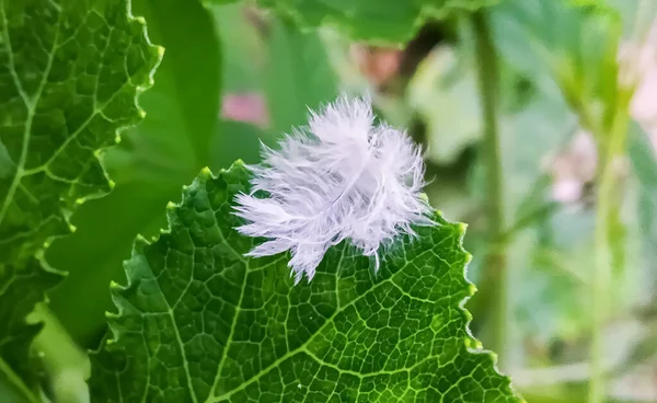 Yeşil arka planı olan güzel beyaz tüy