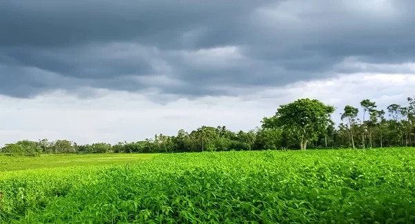 Yeşil tarlalı güzel gri gökyüzü