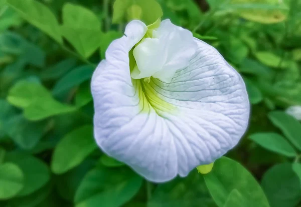 Beyaz arkaplanı olan güzel beyaz çiçeğin makro resmini kapat
