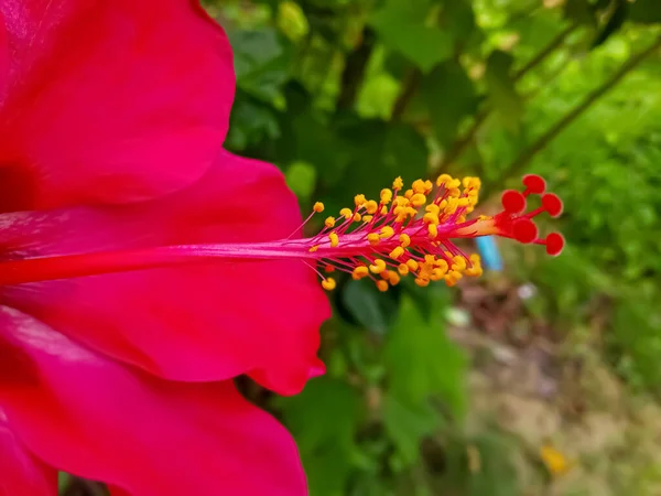 Güzel kırmızı çiçek başlığının makro görüntüsünü kapat