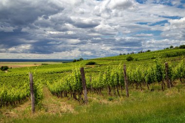 Bağlı Tokaj manzarası, Macaristan. Tokaj Şarap Bölgesi Tarihi Kültür Alanı UNESCO Dünya Mirası Alanıdır.