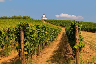 Macaristan 'da küçük beyaz bir şapeli olan Tokaj üzüm bağı manzarası. Tokaj Şarap Bölgesi ve Tarihi Kültür Alanı UNESCO' nun Dünya Mirası Alanıdır..