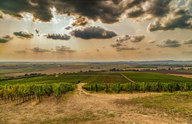 Bağlı Tokaj manzarası, Macaristan. Tokaj Şarap Bölgesi Tarihi ve Kültürel Peyzaj UNESCO 'nun Dünya Mirası Alanıdır..