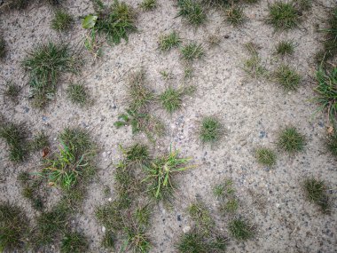 Dağınık yeşil kümelerle kuru toprak zemininde yetişen yamalı otlar. Yüksek kalite fotoğraf