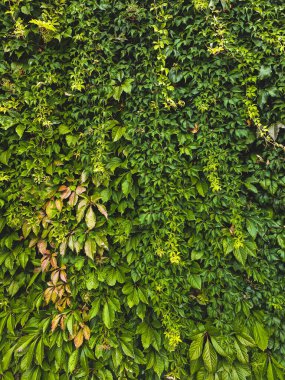 Duvarı kaplayan yeşil sarmaşık yaprakları. Yüksek kalite fotoğraf