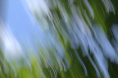 Yaratıcı bulanıklık tekniğiyle alınan dallar ve yapraklar