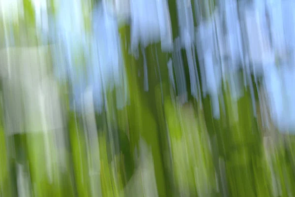 Takken Bladeren Genomen Met Techniek Van Creatieve Vervaging — Stockfoto