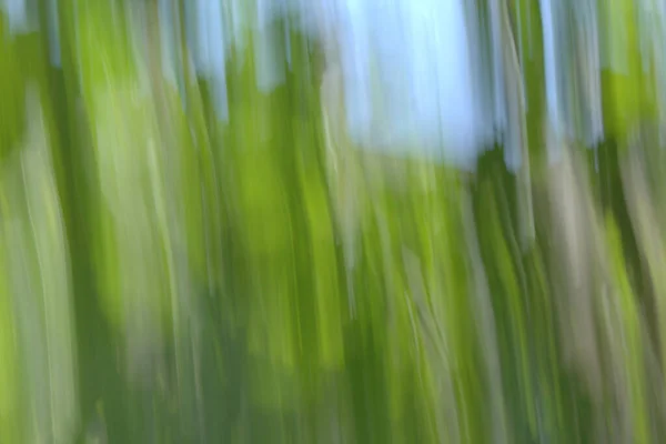 stock image Branches and leaves taken with the technique of creative blur