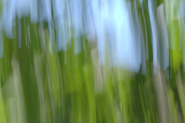 Branches Feuilles Prises Avec Technique Flou Créatif — Photo