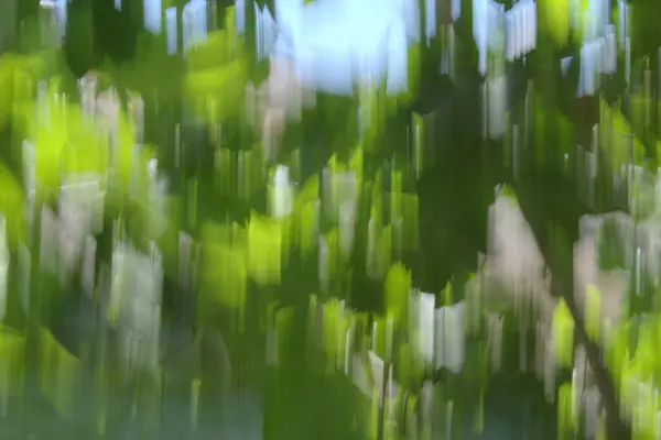 Branches Feuilles Prises Avec Technique Flou Créatif — Photo