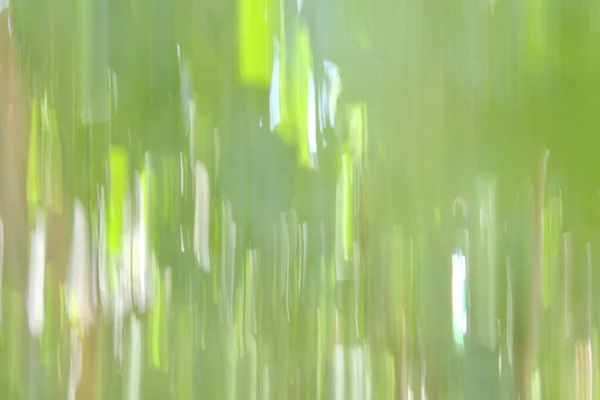Yaratıcı Bulanıklık Tekniğiyle Alınan Dallar Yapraklar — Stok fotoğraf