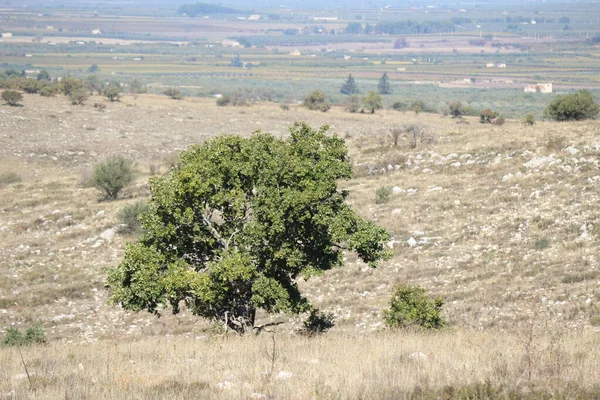 Quasano Alta Murgia Park Panorámás Kilátás Nyílik Murgia Dombjaira Puglia — Stock Fotó