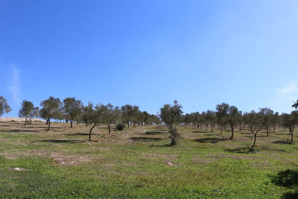 Quasano Alta Murgia Park Panorámás Kilátás Nyílik Murgia Dombjaira Puglia — Stock Fotó