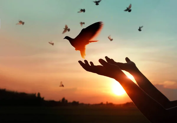 Mulher Orando Libertar Pássaros Para Desfrutar Natureza Fundo Pôr Sol — Fotografia de Stock