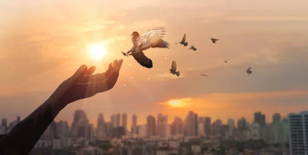 Hhuman händer be och befria fåglarna njuter av naturen på City Sunset — Stockfoto