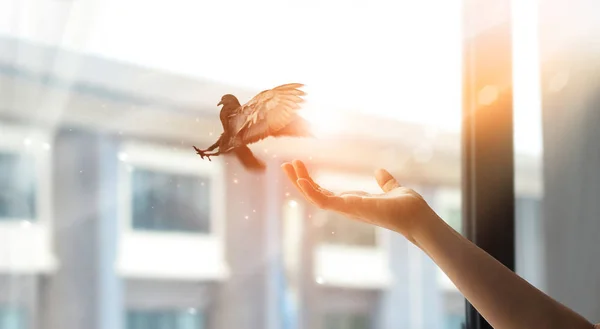 Mujer rezando y liberando al pájaro de la ventana en casa —  Fotos de Stock