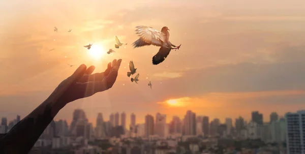 Händerna på kvinnan be och befria fåglarna till naturen på City Sunset bakgrund — Stockfoto