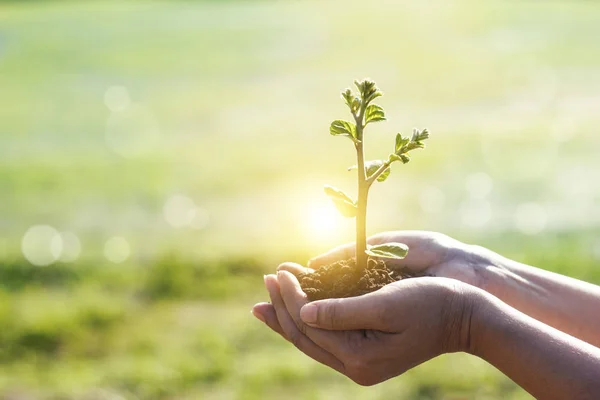 Kéz gazdaság fiatal növények csírázik és növekszik a zöld természet háttér, Föld Napja, új élet növekedés ökológia és az üzleti pénzügyi fejlődés koncepciója. — Stock Fotó