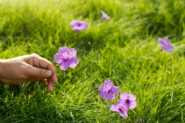 Mão de mulher segurando flor roxa na grama verde no fundo luz da manhã, natureza e meio ambiente — Fotografia de Stock