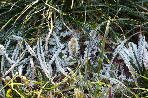 Hierba verde congelada en la soleada mañana fría — Foto de Stock