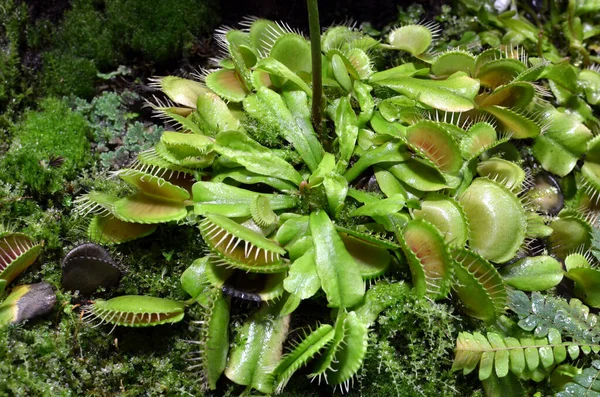 Venus fly trap flowers - carnivorous plants growing in soil in botanical garden - Dionaea Muscipula