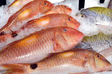 Buzda kırmızı pullu kırmızı kefal balığı soğumuş, taze, balık pazarında çiğ.