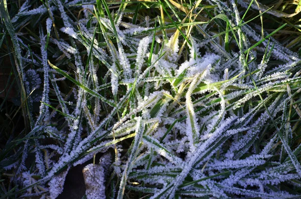 Grünes Gras gefroren an sonnigem, eiskaltem Morgen — Stockfoto