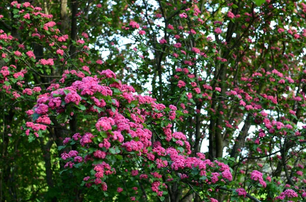 Pink Hawthorn Дерево Цвету Красивый Цветочный Фон Весенний Розовый Цвет — стоковое фото