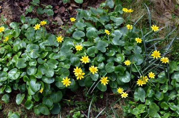 Pierwsze Wiosenne Żółte Kwiaty Płatkami Zielonymi Błyszczącymi Okrągłymi Liśćmi Figowa — Zdjęcie stockowe