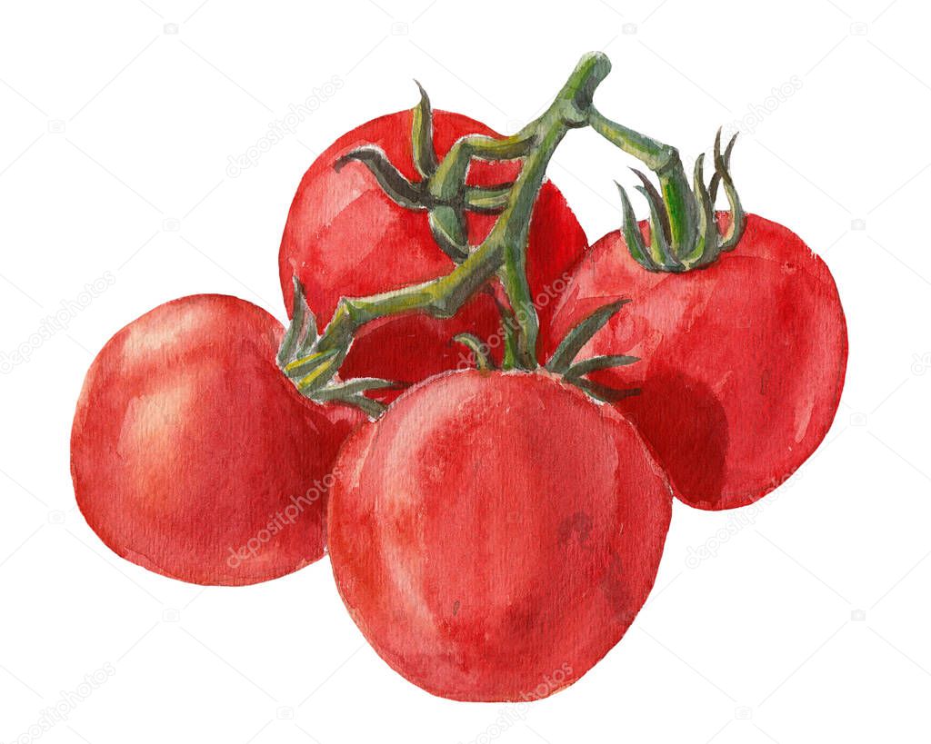 A bunch of Red ripe Tomatoes watercolor illustration - red vegetables on a green stem, vegan food