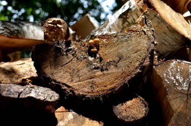 Güneşli bir günde odun yığınının üstünde küçük mantarlar büyüyor.