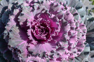 Güneşli bir günde çiçek lahanası mor ve yeşil yapraklar botanik duvar kağıdı