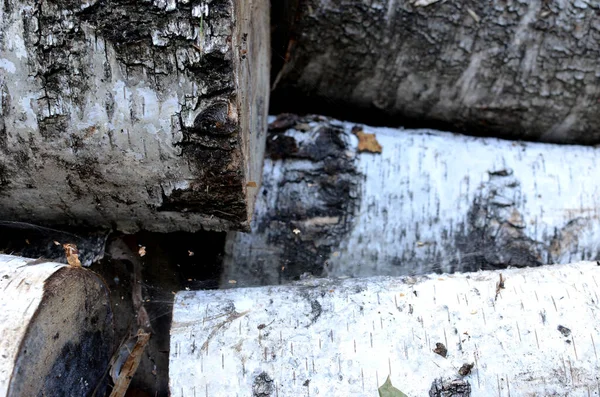 Una Pila Troncos Abedul Fondo Madera Vertical — Foto de Stock