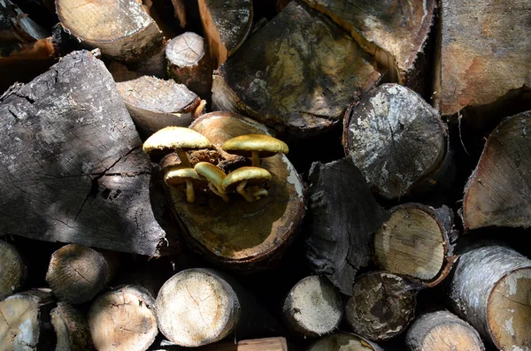 Rodzina Żółtych Grzybów Rosnących Kłębie Drewna Opałowego Ułożonym Lesie Zbliżenie — Zdjęcie stockowe