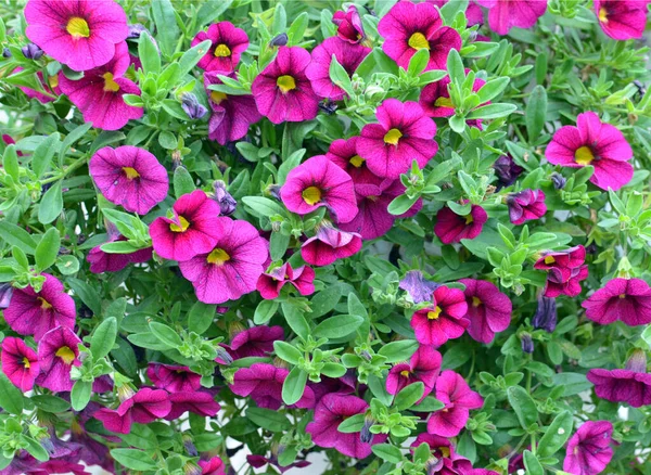 Lila Magenta Petunienblüten Hintergrund Mit Grünen Blättern — Stockfoto