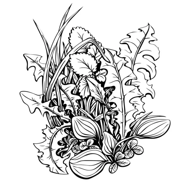 Composition florale avec plantes sauvages comestibles, dessinées à la main avec de l'encre feuilles de pissenlit, plantain, feuilles de trèfle, herbe. Belle page à colorier noir et blanc, plantes d'été, illustration vectorielle — Image vectorielle