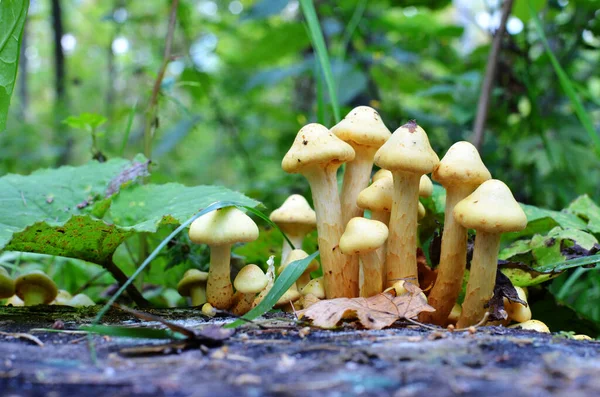 Honing Agaric Gele Paddenstoelen Groeien Stronk Het Bos — Stockfoto