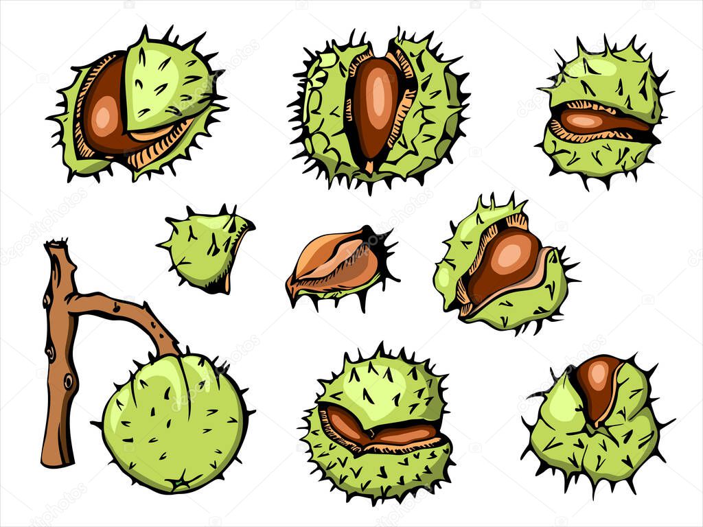 Horse Chestnut vetor illustration set, initially hand drawn with ink, vectorized and colored. Bright prickly nutshells cracked open.
