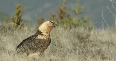 Sakallı akbaba (Gypaetus barbatus), sakallı akbaba olarak da bilinir.