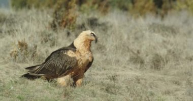 Sakallı akbaba (Gypaetus barbatus), sakallı akbaba olarak da bilinir.