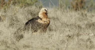 Sakallı akbaba (Gypaetus barbatus), sakallı akbaba olarak da bilinir.