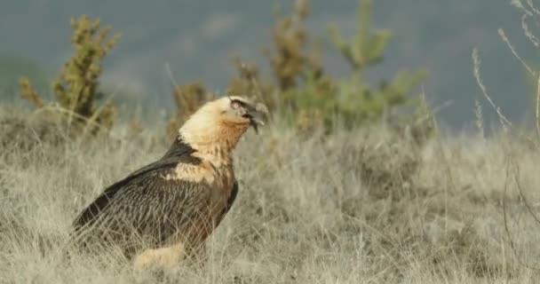 Szakállas Keselyű Gypaetus Barbatus Más Néven Lammergeier — Stock videók