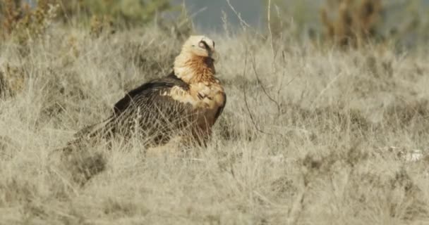 Szakállas Keselyű Gypaetus Barbatus Más Néven Lammergeier — Stock videók