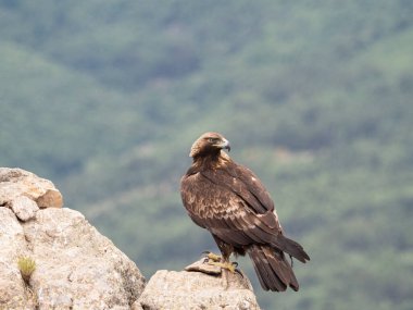 Altın Kartal (Aquila chrysaetos), Sierra de Guadarrama, Madrid, İspanya