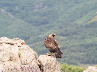 Altın Kartal (Aquila chrysaetos), Sierra de Guadarrama, Madrid, İspanya