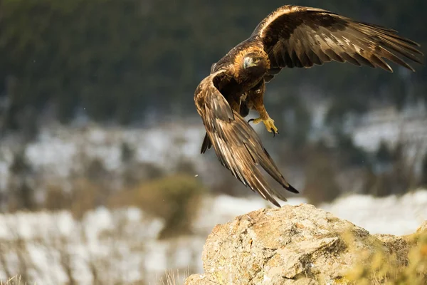 黄金の鷲 Aquila Chrysaetos Sierra Guadarrama マドリード スペイン — ストック写真