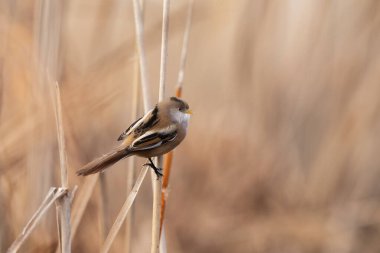  Sazlıkta sakallı reedling (Panurus biarmicus).