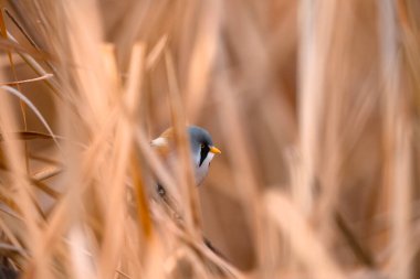  Sazlıkta sakallı reedling (Panurus biarmicus).