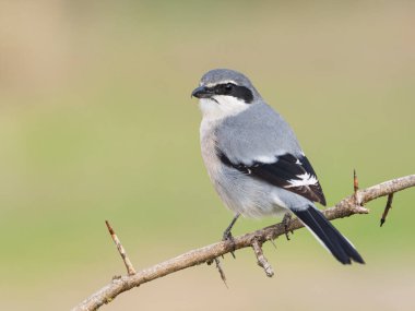 İber gri örümceği (Lanius meridionalis) 