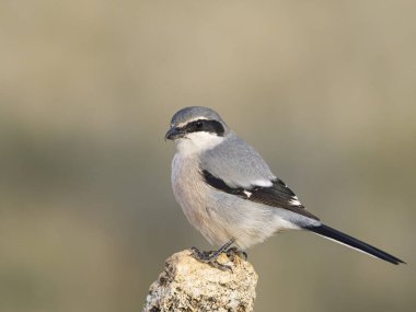 İber gri örümceği (Lanius meridionalis) 
